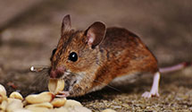 24 Hour & Emergency Exterminators in Rosewood, MN